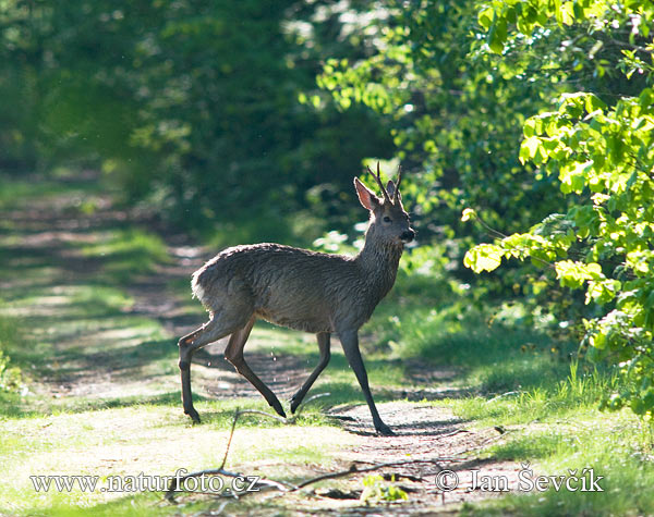 Capreolus capreolus