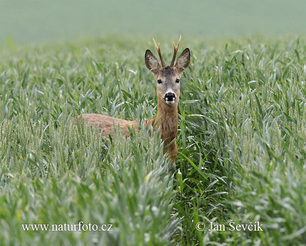 Capreolus capreolus