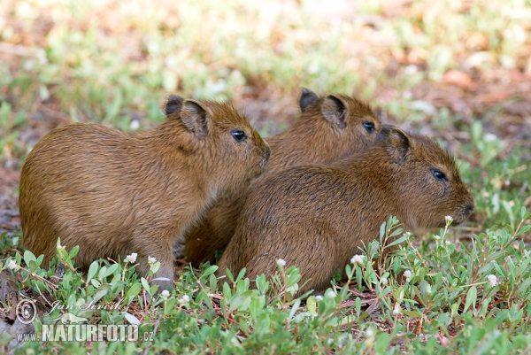 Capybara (Hydrochoerus hydrochaeris)