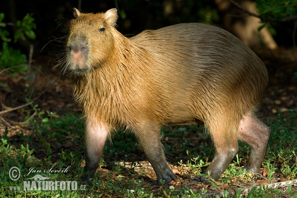 Capybara (Hydrochoerus hydrochaeris)