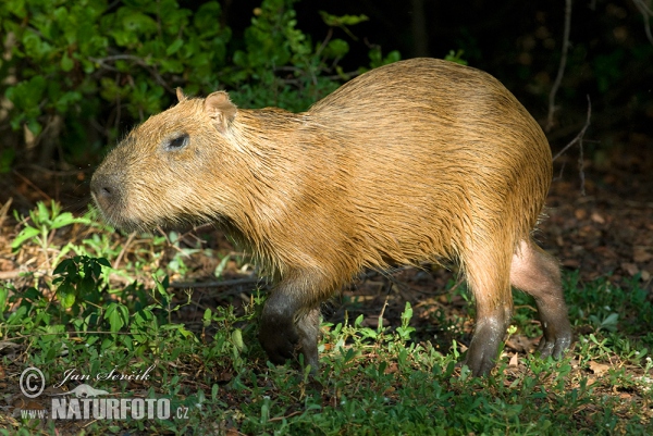 Capybara (Hydrochoerus hydrochaeris)