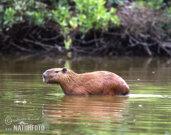 Capybara (Hydrochoerus hydrochaeris)