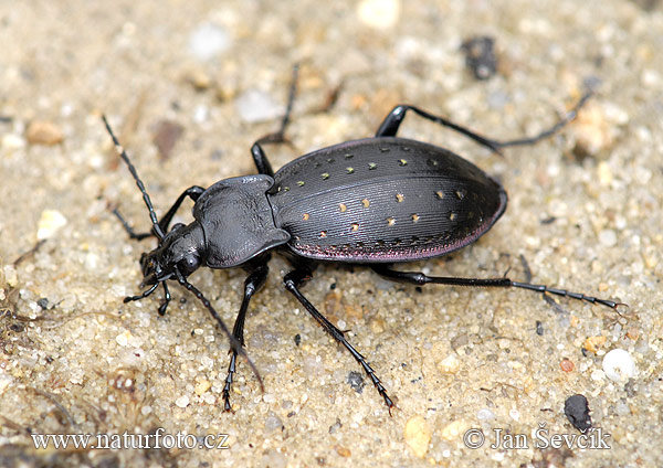 Carabus hortensis