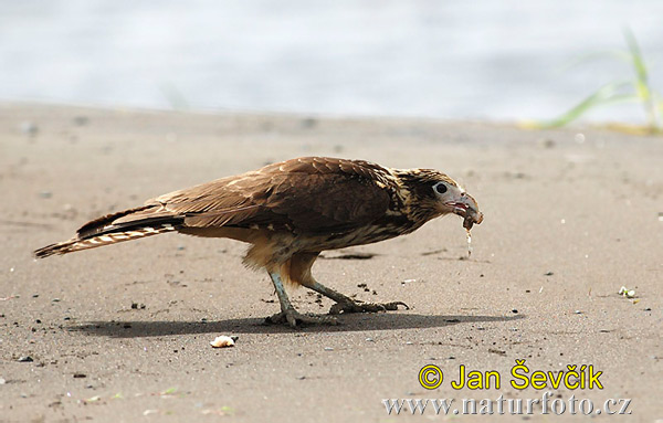 Caracara à tête jaune