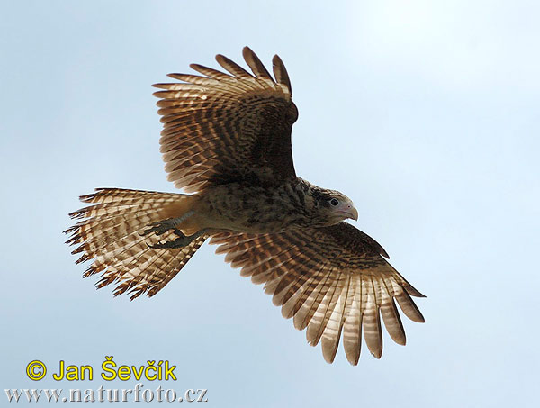 Caracarà de cap groc