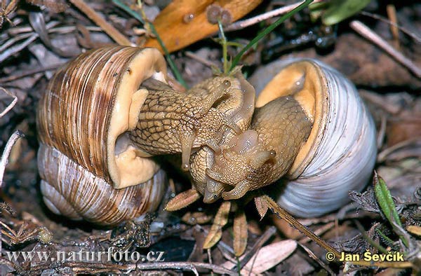 caracol romano