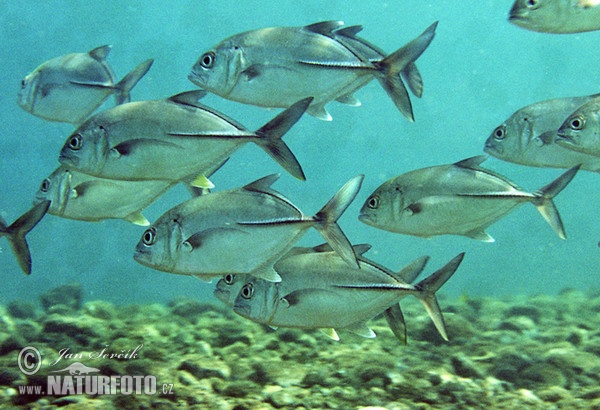 Caranx sexfasciatus