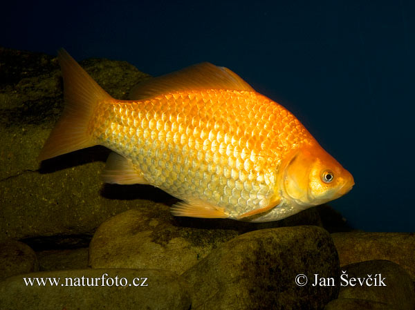 Carassio o pesce rosso