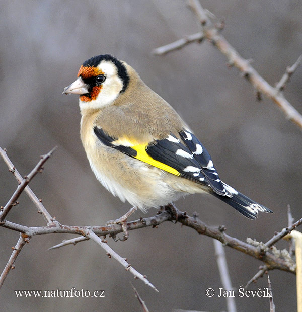 Carduelis carduelis