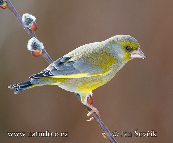 Carduelis chloris