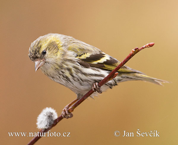 Carduelis spinus