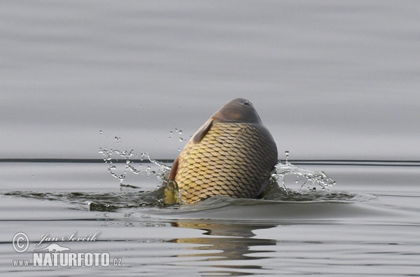 Carp (Cyprinus carpio)