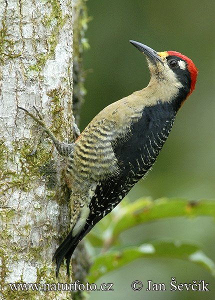 Carpintero centroamericano