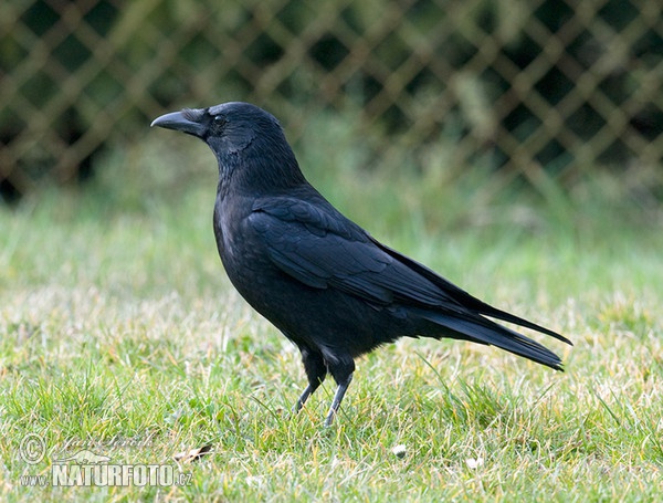 Carrion Crow (Corvus corone corone)