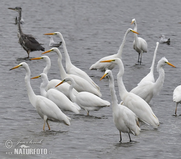 Casmerodius albus