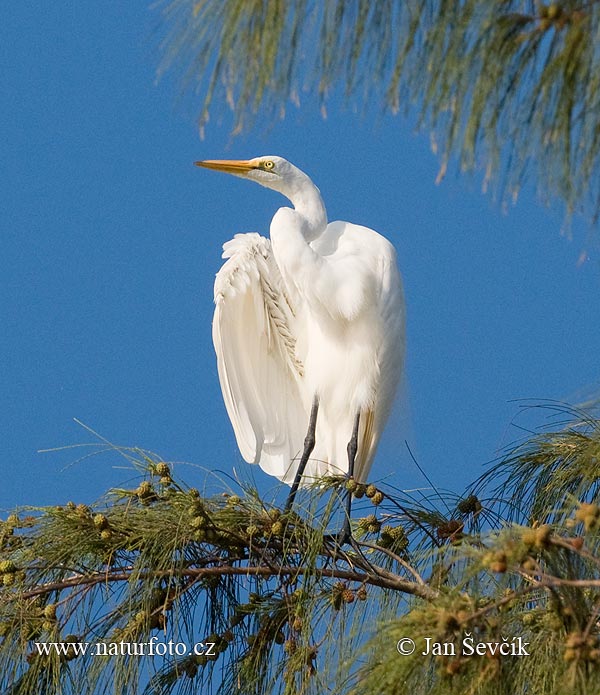 Casmerodius albus