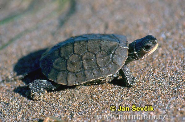 Caspian pond Turtle (Mauremys caspica)