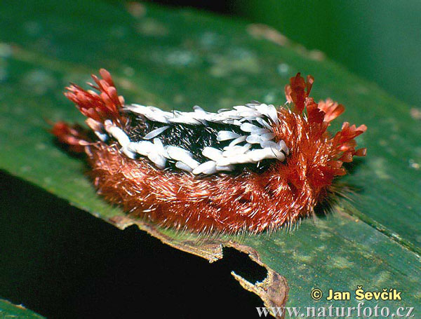 Caterpillar (Prothysana felderi)