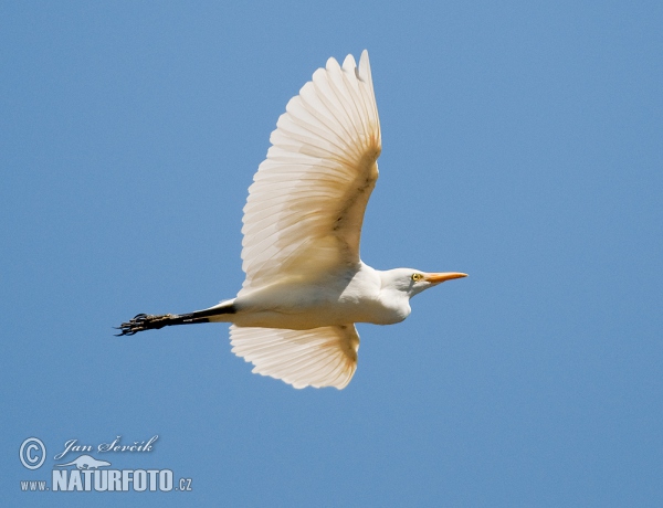 Cattle Egret (Bubulcus ibis)