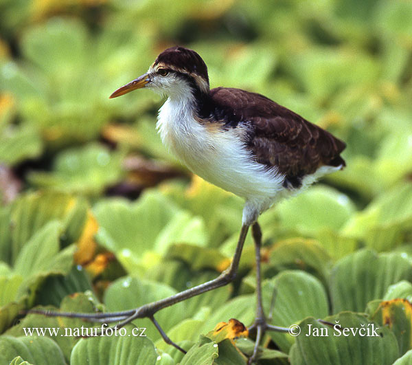 Centralamerikansk jacana