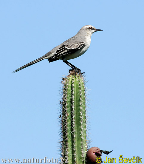 cenzontle tropical, sinsonte tropical