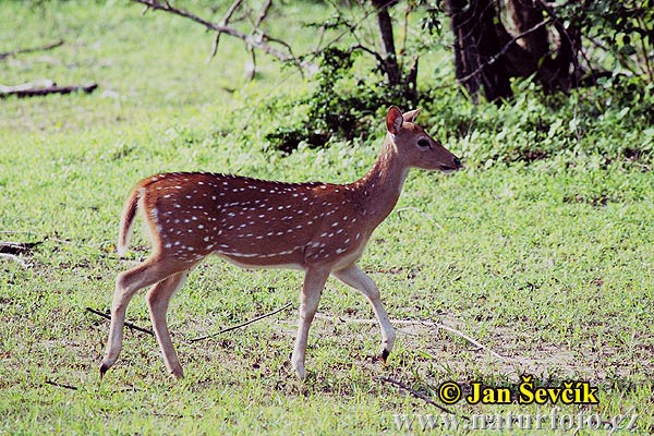 Cerf axis