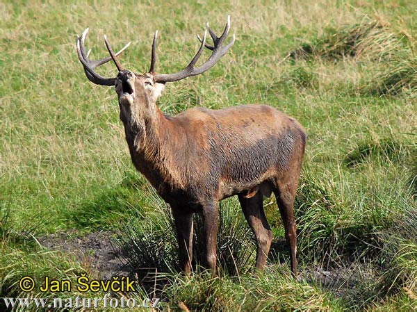 Cerf élaphe