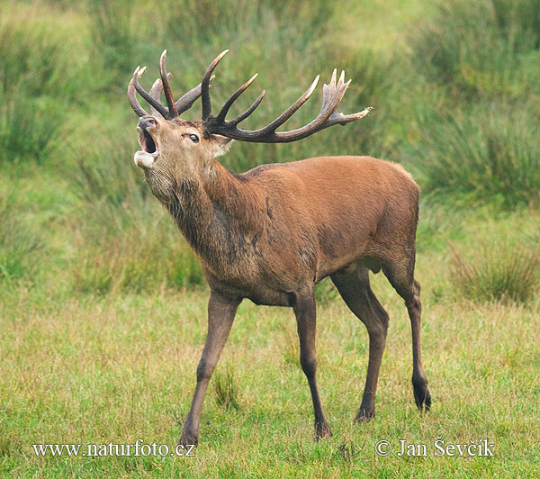 Cerf élaphe