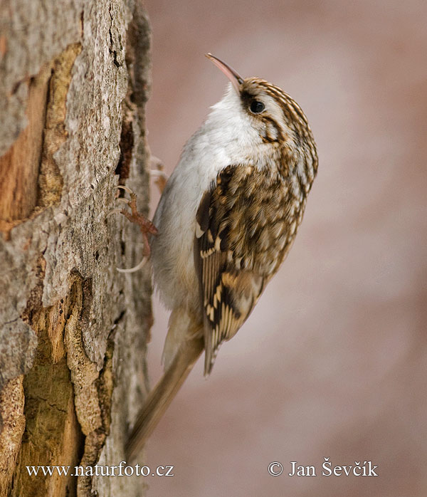 Certhia familiaris