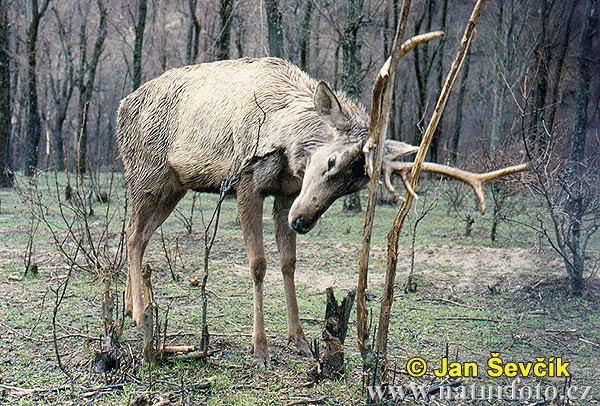 Cervus elaphus bactrianus