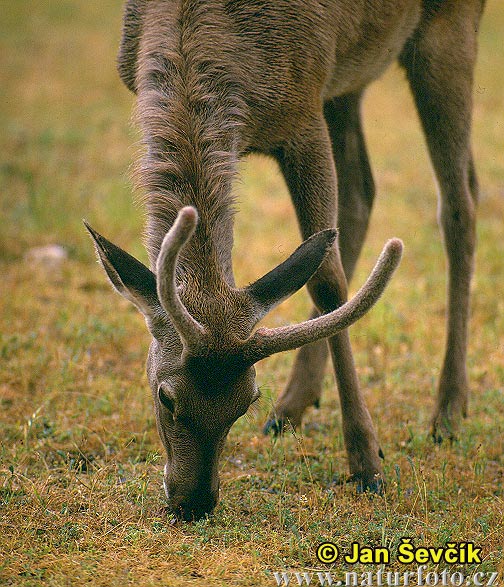 Cervus elaphus bactrianus