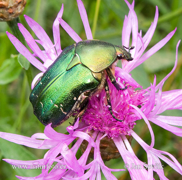 Cetonia dorata