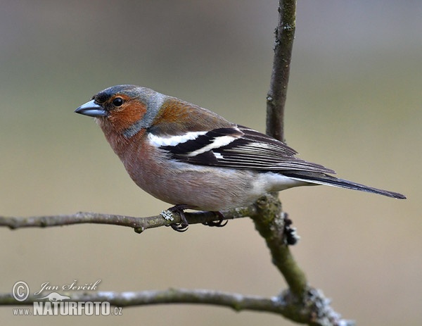 Chaffinch (Fringilla coelebs)