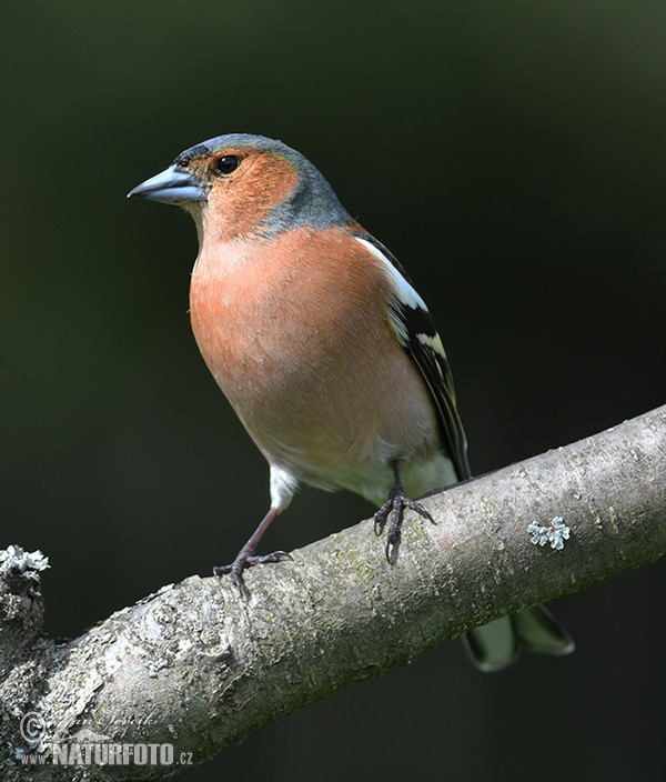 Chaffinch (Fringilla coelebs)