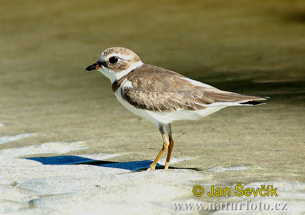 Charadrius semipalmatus