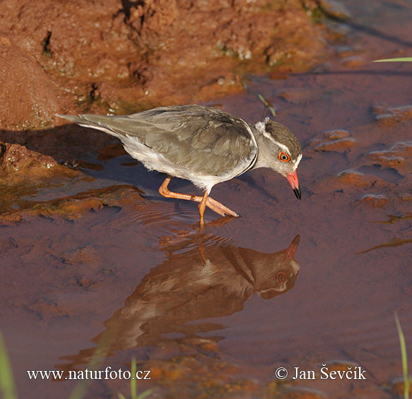 Charadrius tricollaris