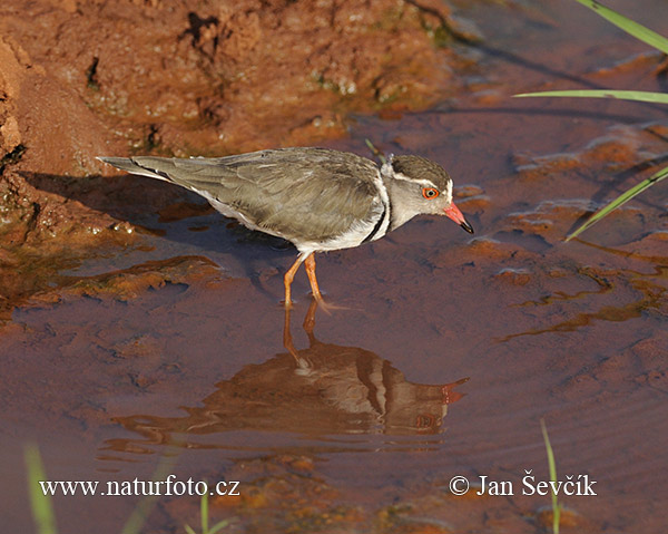 Charadrius tricollaris