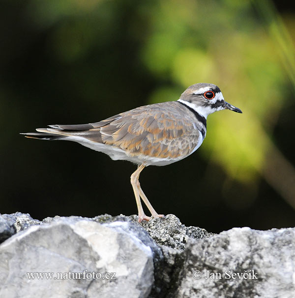 Charadrius vociferus