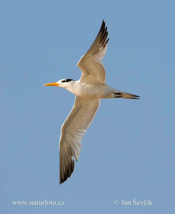 Charrán Real Gaviota Pagaza Gaviotín Golondrina-marina