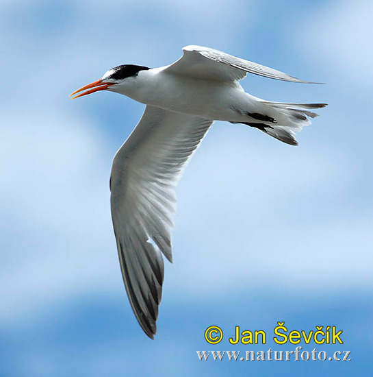 Charrán Real Gaviota Pagaza Gaviotín Golondrina-marina