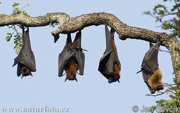 Chauve souris géante d'Inde