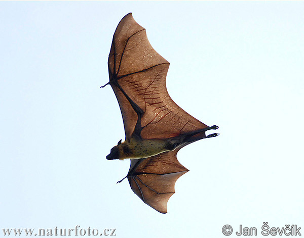 Chauve souris géante d'Inde