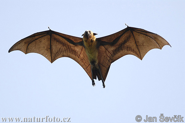 Chauve souris géante d'Inde