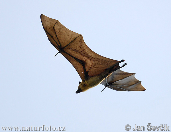 Chauve souris géante d'Inde