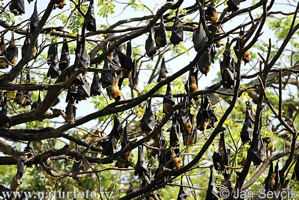 Chauve souris géante d'Inde