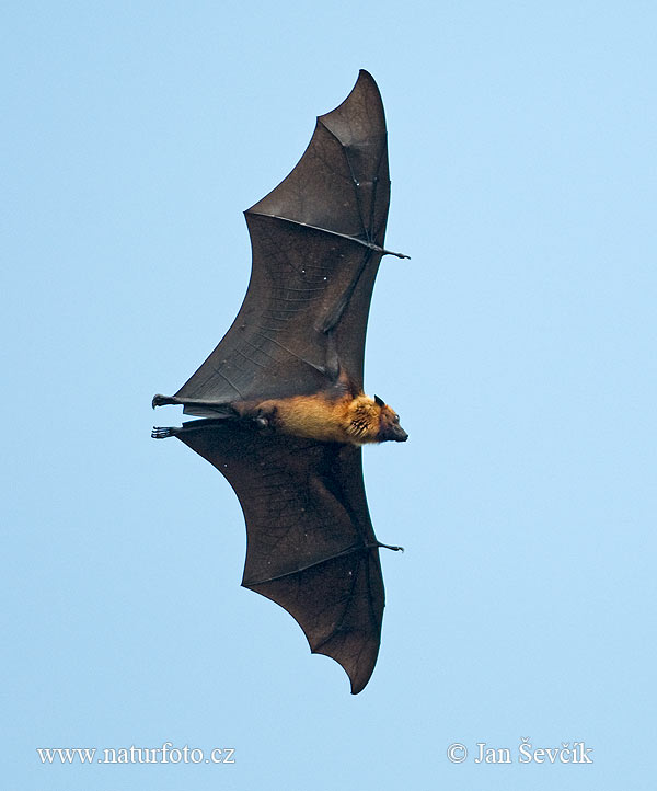 Chauve souris géante d'Inde