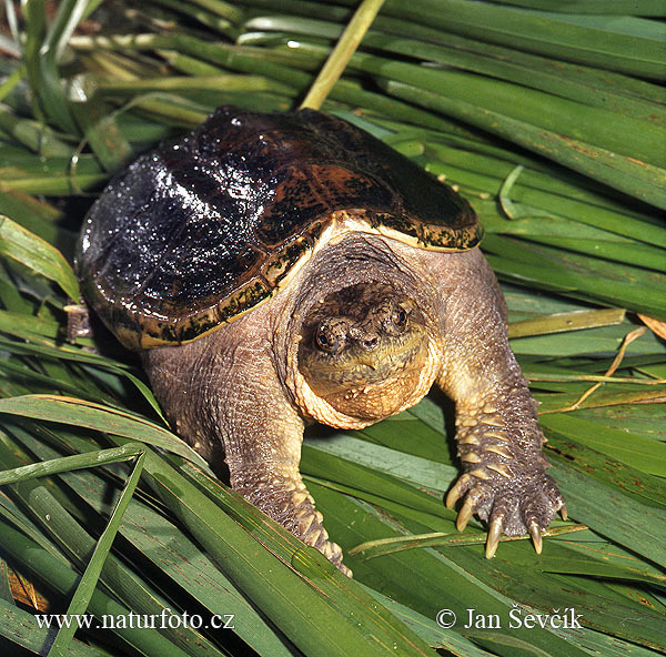 Chelydra serpentina