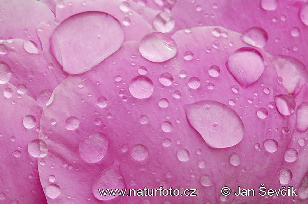 Chi Mẫu đơn Trung Quốc