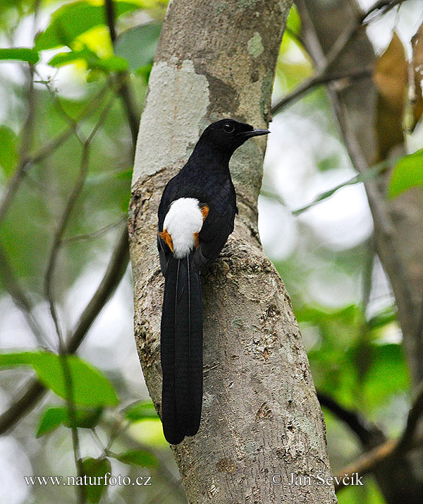 Chích chòe đuôi trắng