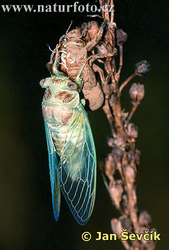 Cicadetta montana